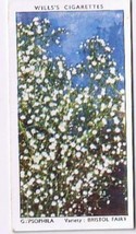 Wills Cigarette Card Garden Flowers #23 Gypsophilia Bristol Fairy - £0.77 GBP
