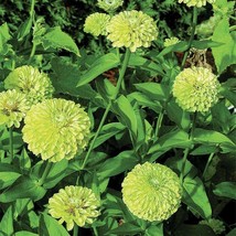 Zinnia Queeny Lime 25 Flower Seeds Gardening USA SELLER - £9.14 GBP