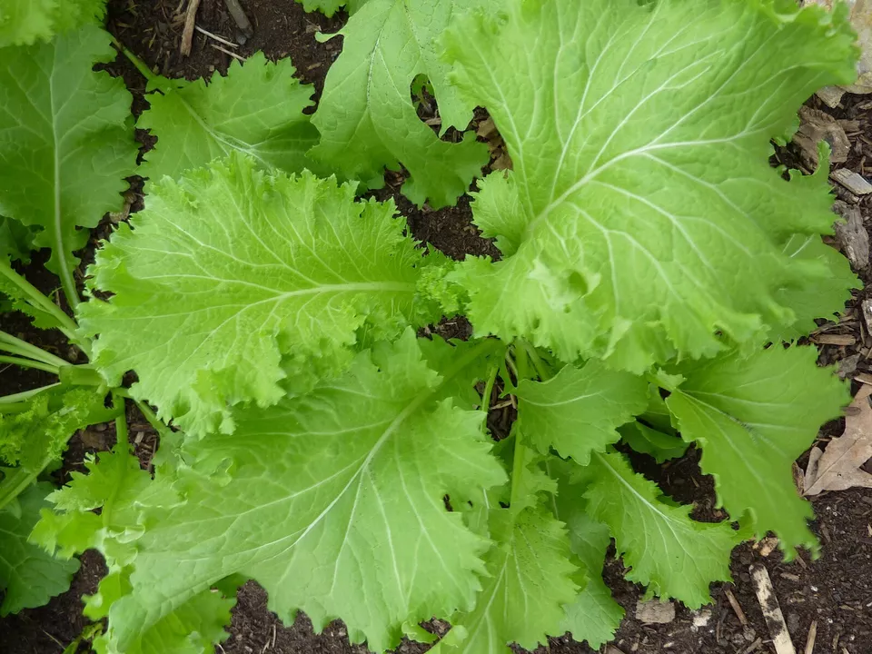 So Giant Curled Mustard 300 Seeds - $10.00
