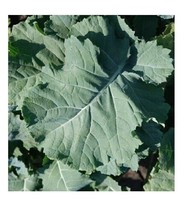 3 Live 4 - 7&quot; inch Seedlings PREMIER KALE Compact Vigorous Leaves up to ... - £13.39 GBP