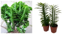 NEW ! Green Devil&#39;s Backbone Plant - Pedilanthus - 2 Pack in 2&quot; Pots - $37.99