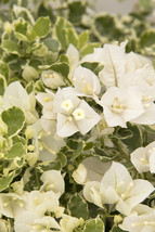 White Stripe Variegated Bougainvillea starter/plug Plant Well Rooted Gardening - £40.75 GBP