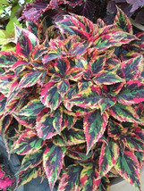100 Seeds Vibrant Xinghai Rainbow Coleus Seeds Serrated Edge Foliage Gar... - $4.38