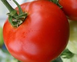 Abe Lincoln Tomato Seeds 50 Indeterminate Garden Vegetables Sauce Fast S... - $8.99