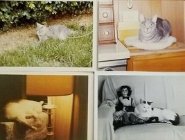 Vintage 1970s Lot of FOUR KITTY CAT PHOTOS Cute Old Pics E3 - £8.82 GBP