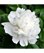 PSA Peony Duchess De Nemours Plant Division Fragrant Flower Fast Growing - €45,21 EUR PSA Peony Duchess De Nemours Plant Division Fragrant Flower Fast Growing - €45,21 EUR