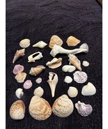 Bag of 28 Seashells from Sanibel Island, Florida - $29.00