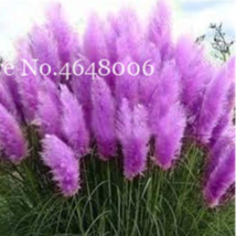 300 Pcs Colorful Pampas Grass Cortaderia Very Beautiful Flower Plants Cortaderia - £7.06 GBP
