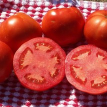 Super Early Sub Arctic Plenty Tomato Chilly Willie 15 Seeds Short Season Loves C - £4.77 GBP