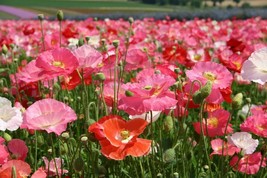 Corn Poppy Shirley Seed Mix - 25+ Seeds - Beautiful Flower! Z 084 - £1.24 GBP