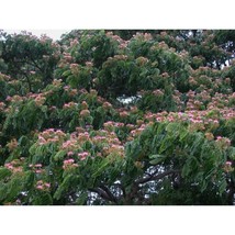 Rain Tree Samamea Saman 20 Seeds #GTL09 - £23.85 GBP