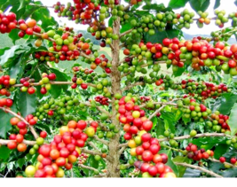 Coffee Bean Coffea arabica, tropical tree rare shrub exotic cafe seed  12 SEEDS - £7.83 GBP