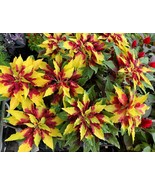 SMX 150 Tricolor Amaranthus Perfecta Summer Poinsettia Amaranth Flower S... - $14.86 CAD