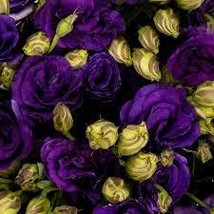20 Yellow And Purple Lisianthus Seeds Mix Flower Annual - £14.04 GBP
