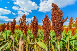 50 Honey Drip Sorghum Bicolor Honey Drop Syrup Grain Vegetable Seeds From US - £6.60 GBP