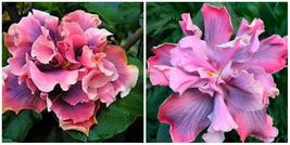 Marianne Charleton**Small Rooted Tropical Hibiscus Starter Plant*Ships Bare Root - $59.99