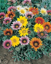 Talant Treasure Flower Gazania 20 Seeds Garden Fresh USA Shipping - $17.98