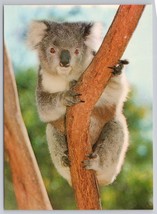 Charming and Serene Koala Perched Comfortably In Tree Australia Vintage Postcard - £10.80 GBP