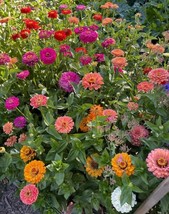 Zinnia Elegans Dahlia Flowered Crayon Box Mix  100 Seeds - £6.17 GBP