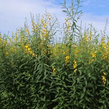 20 Wildflower Seeds Smooth Rattlebox Wildflower Crotalaria Pallida Fast Ship Fre - $16.68