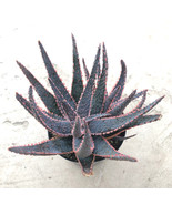 Live Plant Aloe vera &#39;Purple Haze&#39;, Indoor &amp; Outdoor Plant, Cacti &amp; Succ... - $41.94