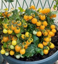 15 Window Box Yellow Micro Dwarf Tomato Seeds  - $3.99