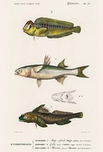 Flathead Grey Mullet - Black Goby - Peacock Blenny 1849 Fish Illustration Magnet - £9.58 GBP