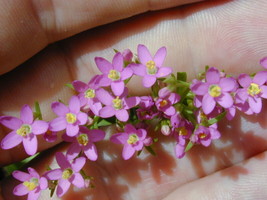 PWO Centaurium Erythraea - Common Centaury seed - $2.99