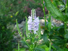 Shipped From Us 100 White Showy Obedient Plant False Dragon Flower Seeds, LC03 - £16.72 GBP