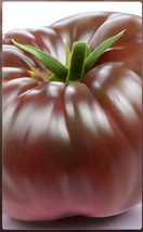 50 Purple Cherokee Beefsteak Tomato    The Classic American Tomato 1800S... - $7.50