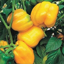 Sunbright Pepper Seeds | Sweet | Organic FRESH - $14.06