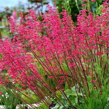 50 Firefly Coral Bells Heuchera Flower Seeds New Fresh US Shipping - $11.98