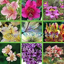 Rare 24 different colors of the Peruvian lily seeds home garden flowers bonsai p - £6.69 GBP