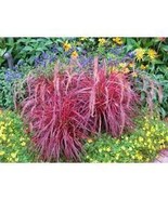 Pennisetum setaceum Fireworks Fountain Grass Seeds 50 Pcs - $12.71