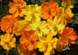 FA Store 100 Seeds Cosmos Sulphur Dwarf Mix Orange Yellow Gold Butterflies &amp; Bee - £7.88 GBP