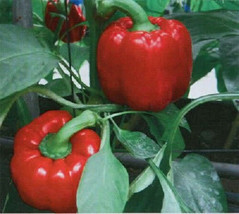 THJAR 150 Yolo Wonder Sweet Red Bell Pepper Capiscum Annuum Vegetable Se... - $93.22 MXN
