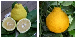 Dwarf Sanbokan Lemon Tree Citrus 26-30&quot; Tall - Live Grafted Plant - Gall... - £124.69 GBP