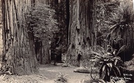 Creek Mill Grove California Ca ~ Redwood Forest ~1930s Genuine Photo-
show or... - £8.14 GBP