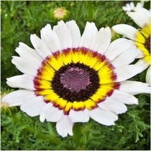 LWSTORE 201 Chrysanthemum Tricolor Painted Daisy Seeds Garden/Patio Containers A - $8.78