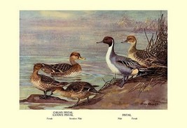Pintail Ducks by Allan Brooks - Art Print - £17.63 GBP+