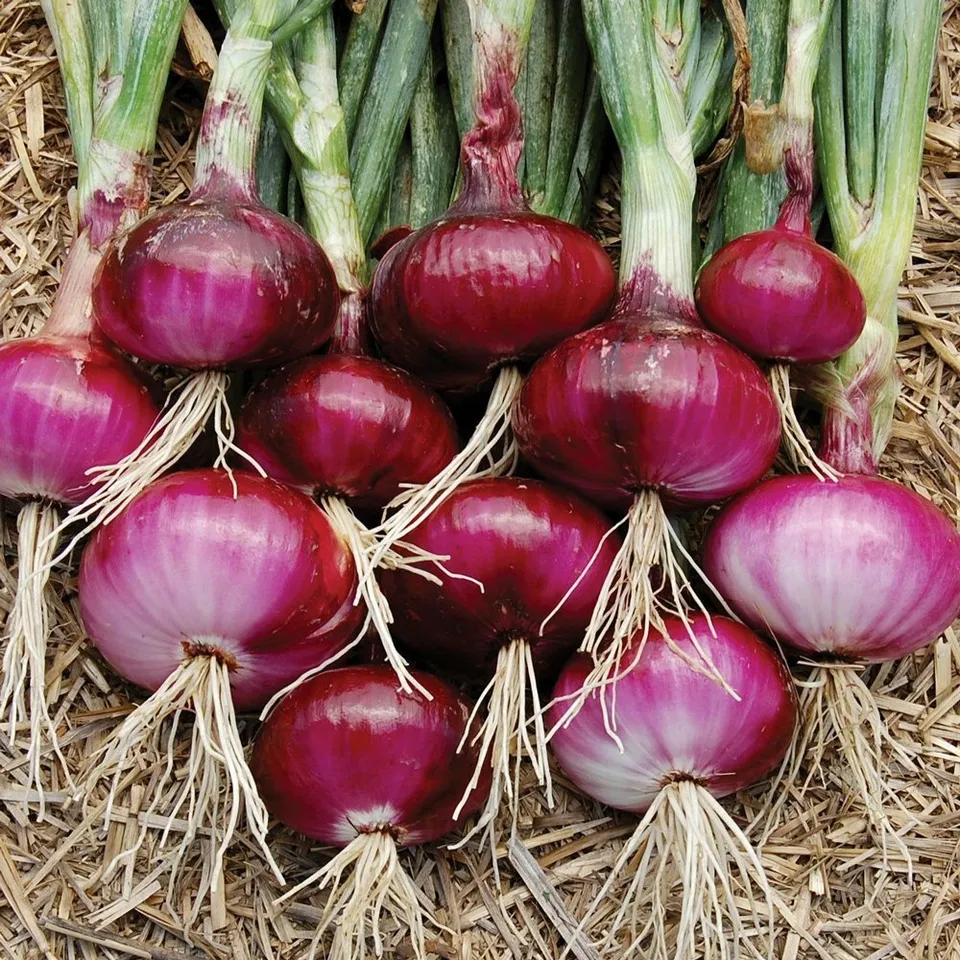 Red Burgundy Onion Vegetable Garden Herloom NON GMO 200 Seeds - £7.65 GBP