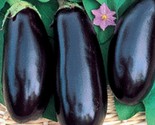 Black Beauty Eggplant Fresh Gardening - $17.04