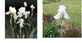 Iris Tall Bearded White Bloom 1 rhizome Gardening Beautifull plant - $21.99