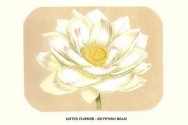Lotus flower - Egyptian Bean by Louis Benoit Van Houtte - Art Print - £17.57 GBP+