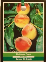 Rio Grande Peach 4 6 Ft Tree Plant Sweet Ju Plant Plant Plant (For Spring &amp; Summ - £155.65 GBP