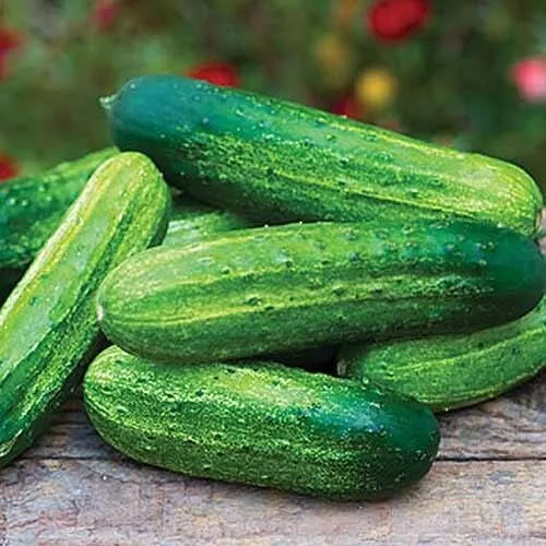 RAFH 25 Seed Pick A Bushel Cucumbers Hybrid Cucks 50 Days Harvest Heirloom Seeds - $8.99