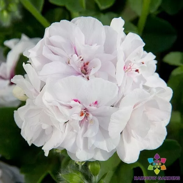 25 Precision White Red Eye Ivy Leaf Geranium Seeds New Fast Shipping - $10.96