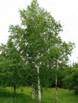 Silver Birch - Betula pendula - 250+ seeds - W 103 - £2.39 GBP
