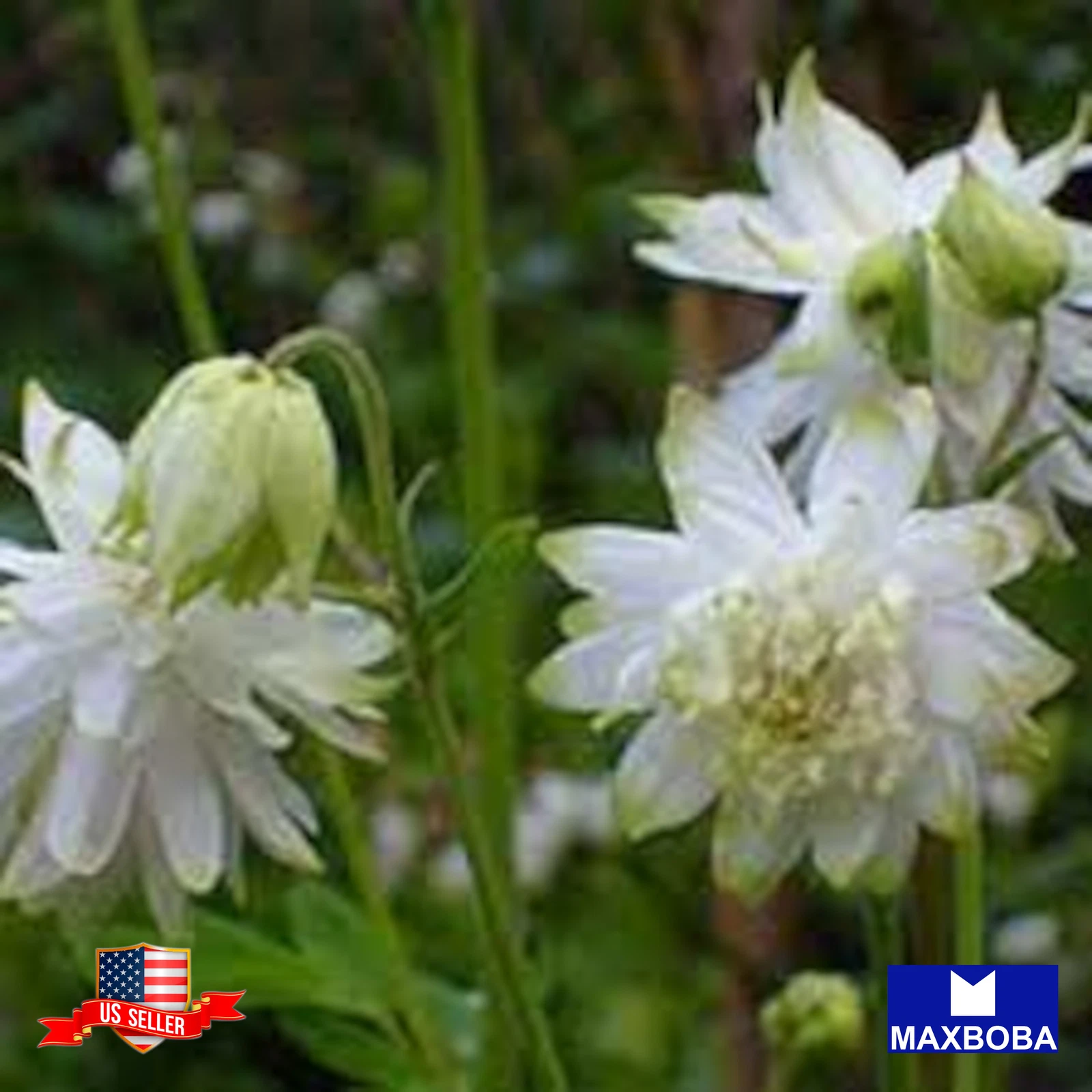 250 Double Mixed Columbine Seeds Non-GMO BTGO 75% OFF - $10.42
