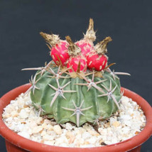 Echinocactus texensis Horse crippler  ferocactus cacti rare cactus seed 30 SEEDS - $9.99